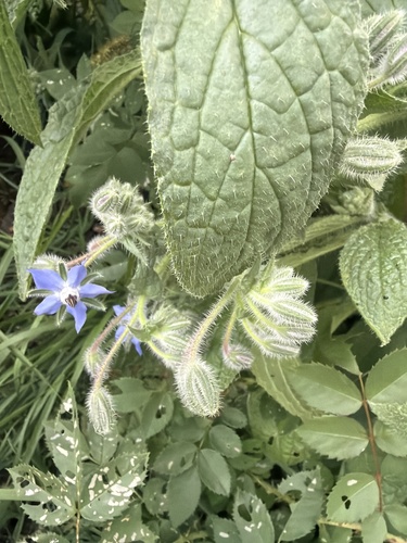 Borage