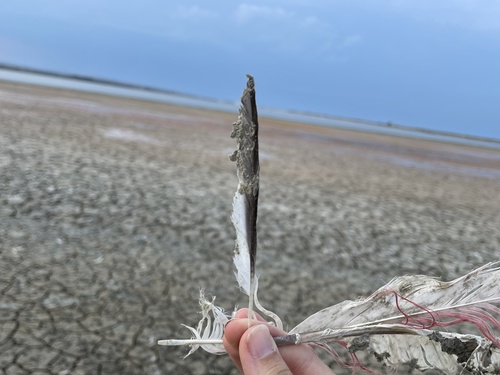 iNaturalist image