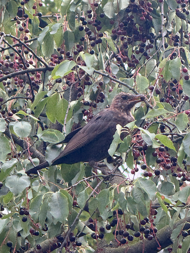 Eurasian Blackbird