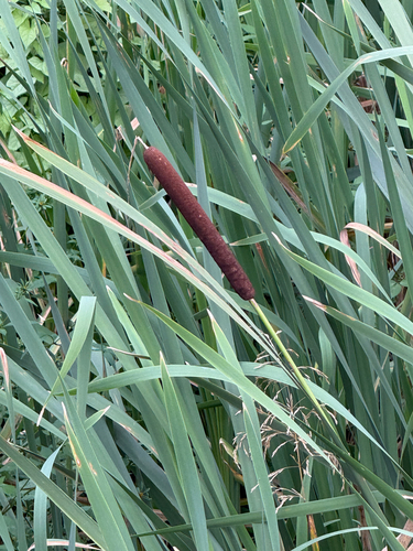 broadleaf cattail