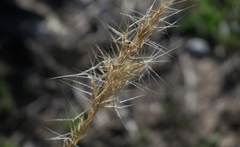 Aristida junciformis