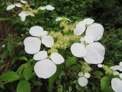 Hydrangea scandens