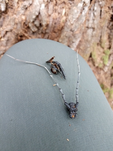 Great capricorn beetle