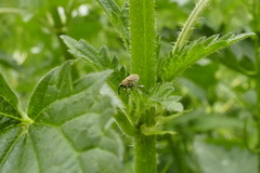 Ceutorhynchini