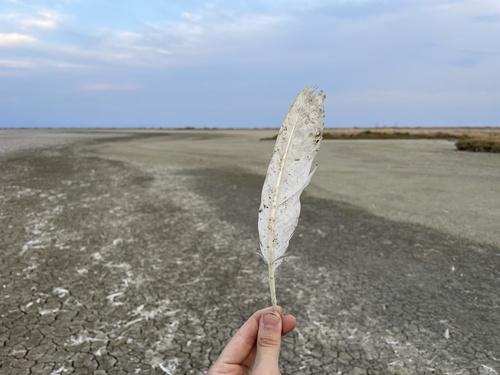 Plume de Spatule blanche
