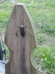 Acanthocephala declivis