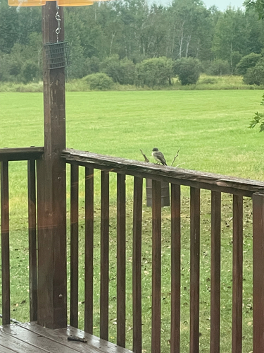 Eastern Phoebe