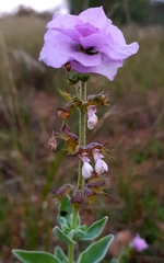 Syncolostemon elliottii