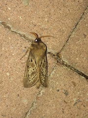 Oxycanus