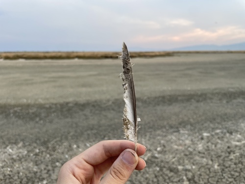Plume de Sterne naine