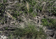 Aristida junciformis