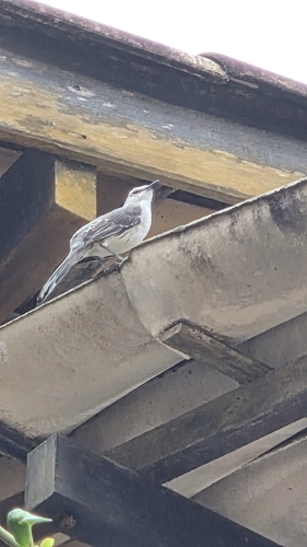 Tropical Mockingbird