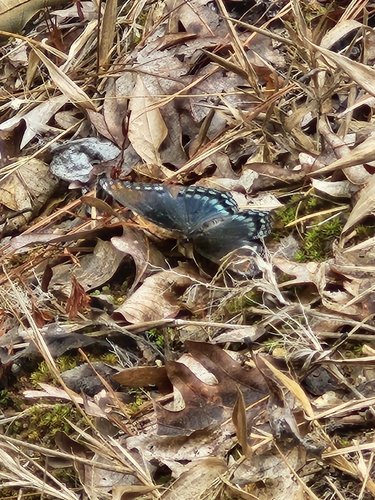 Red-spotted Purple