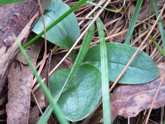 Pterostylis coccina