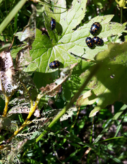 Chrysomela lapponica