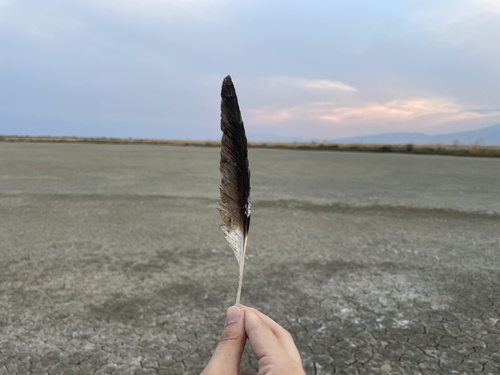 Plume de Avocette élégante