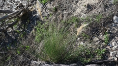Aristida junciformis