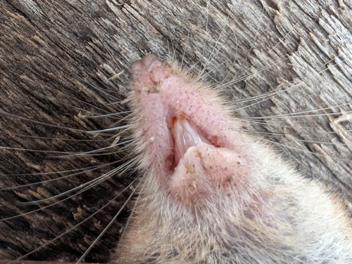 American Pygmy Shrew