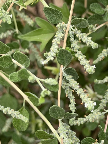 Aloysia wrightii, photograph 4