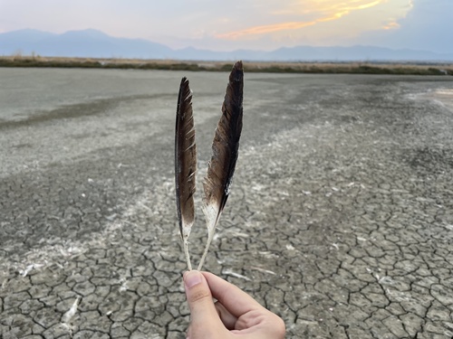 Plume de Avocette élégante