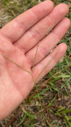 Axonopus fissifolius observed 2026-09-05