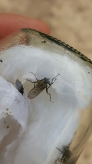 Lasiopogon quadrivittatus
