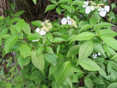 Hydrangea scandens