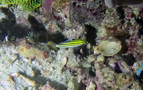 Scolopsis bilineata