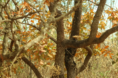 Qualea parviflora