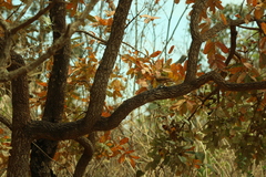 (c) Wallace Carneiro Almeida, some rights reserved (CC BY-SA) Qualea parviflora, photograph (c) Wallace Carneiro Almeida, some rights reserved (CC BY-SA)