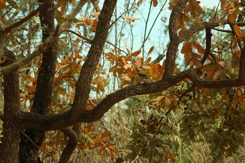 Qualea parviflora, photograph 4