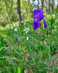 Iris pallida illyrica