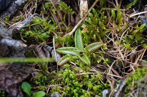 Alpine Butterwort