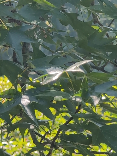 American sweetgum