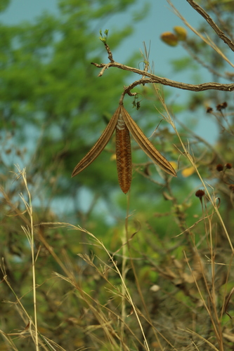 Cybistax antisyphilitica