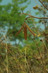 Cybistax antisyphilitica