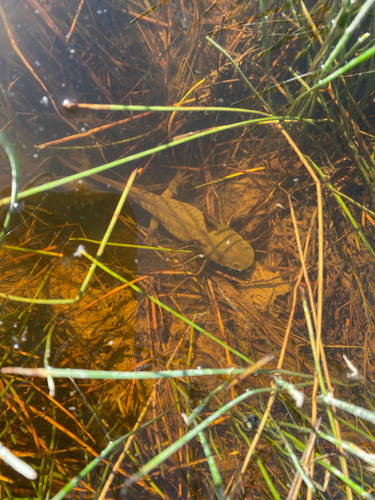 Western Tiger Salamander