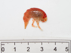 Eusirus cuspidatus