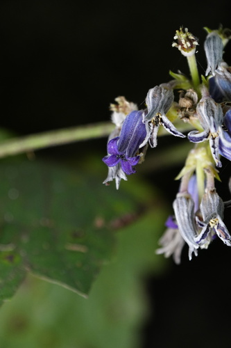 Clematis tubulosa
