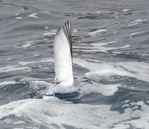 iNaturalist image