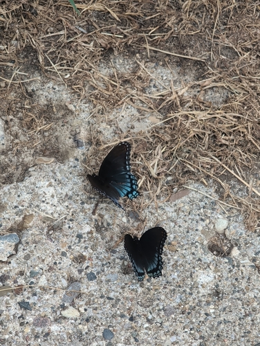 Red-spotted Admiral