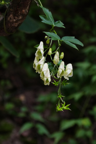 Aconitum henryi