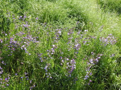 Lathyrus spathulatus