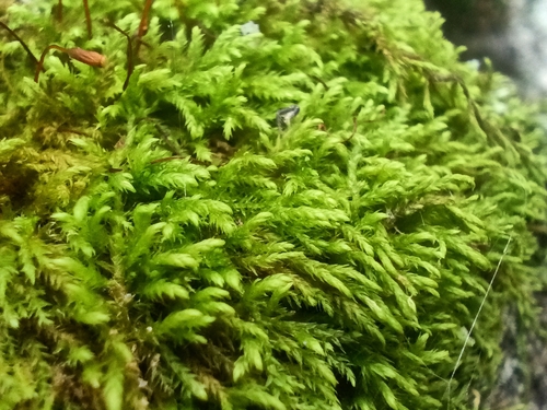 Leskea polycarpa observed 2026-09-05