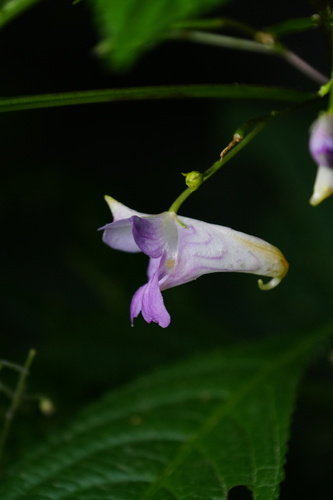 Impatiens stenosepala