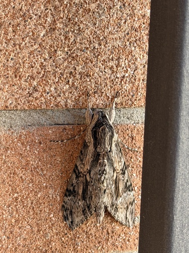 Convolvulus Hawkmoth