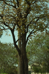 Eugenia dysenterica, photograph (c) Wallace Carneiro Almeida, some rights reserved (CC BY-SA)