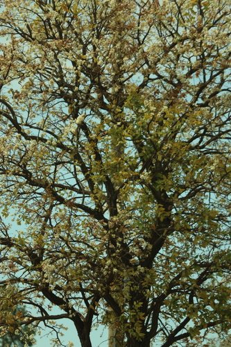 Eugenia dysenterica, photograph 5
