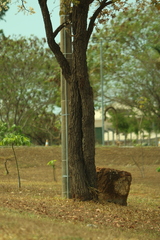 Eugenia dysenterica, photograph (c) Wallace Carneiro Almeida, some rights reserved (CC BY-SA)