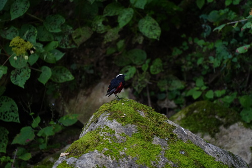 White-capped Redstart